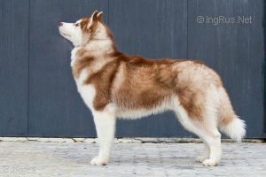 Photo of Hachiko Of Inner Vision