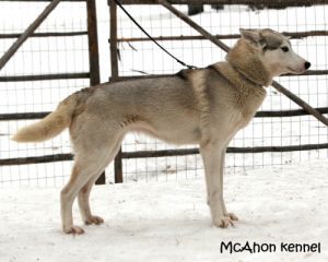 Photo of Polar Speed Polka