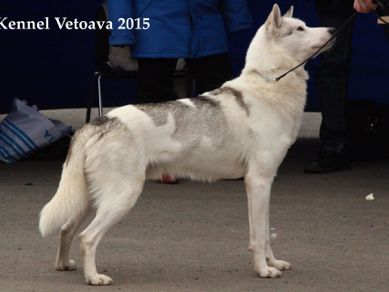 Photo of Icesmile's Kirima