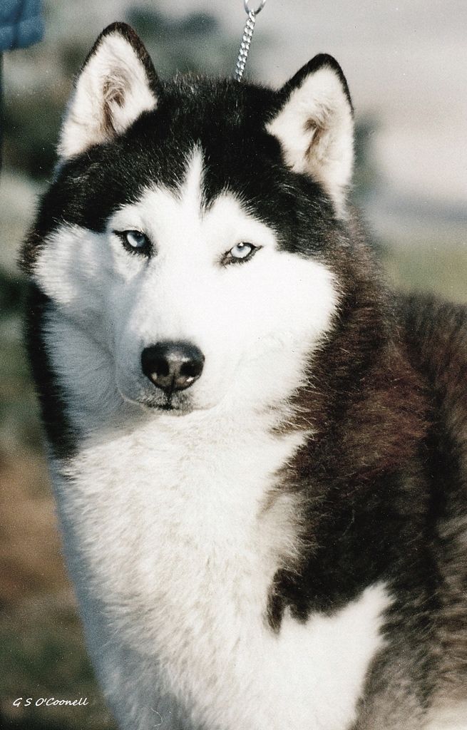 Photo of Talocon’s Arctic Thunder
