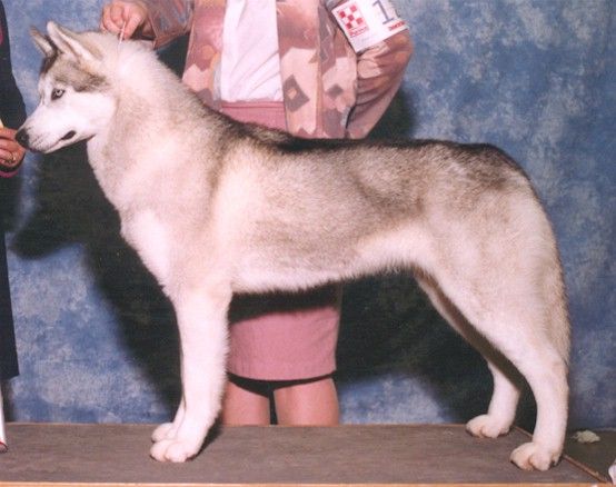 Photo of Nykiska’s Irishe Cream