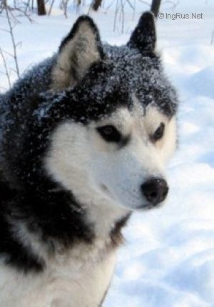 Photo of Semargl Kiana