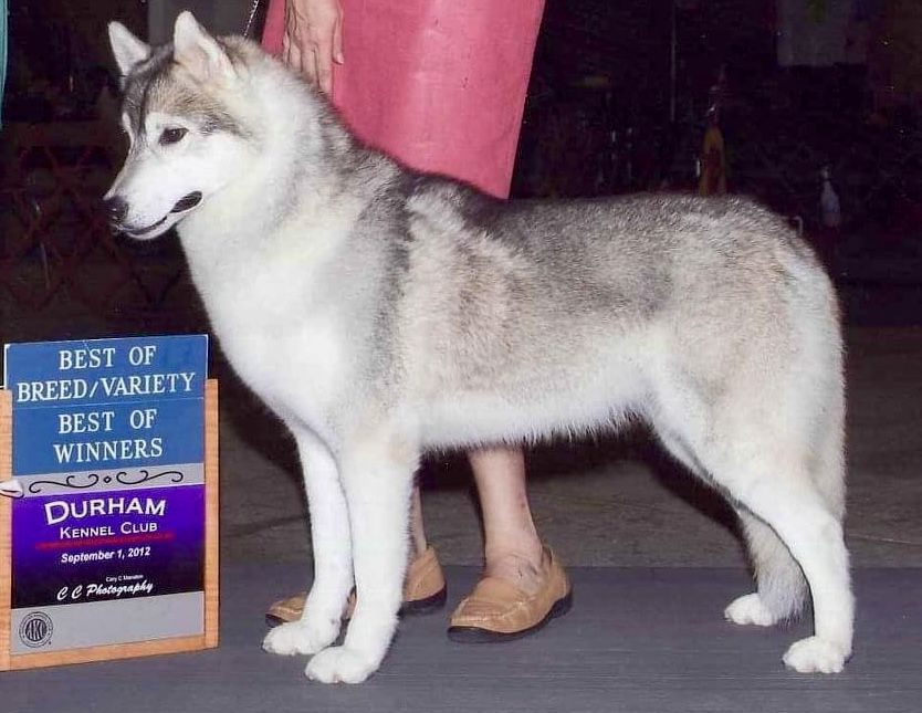 Photo of Kilvei's Rollin Thunder