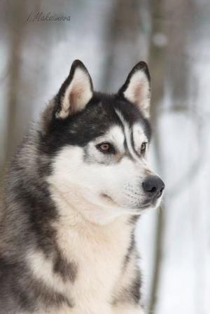 Photo of Zaltana Lord Of The Rings