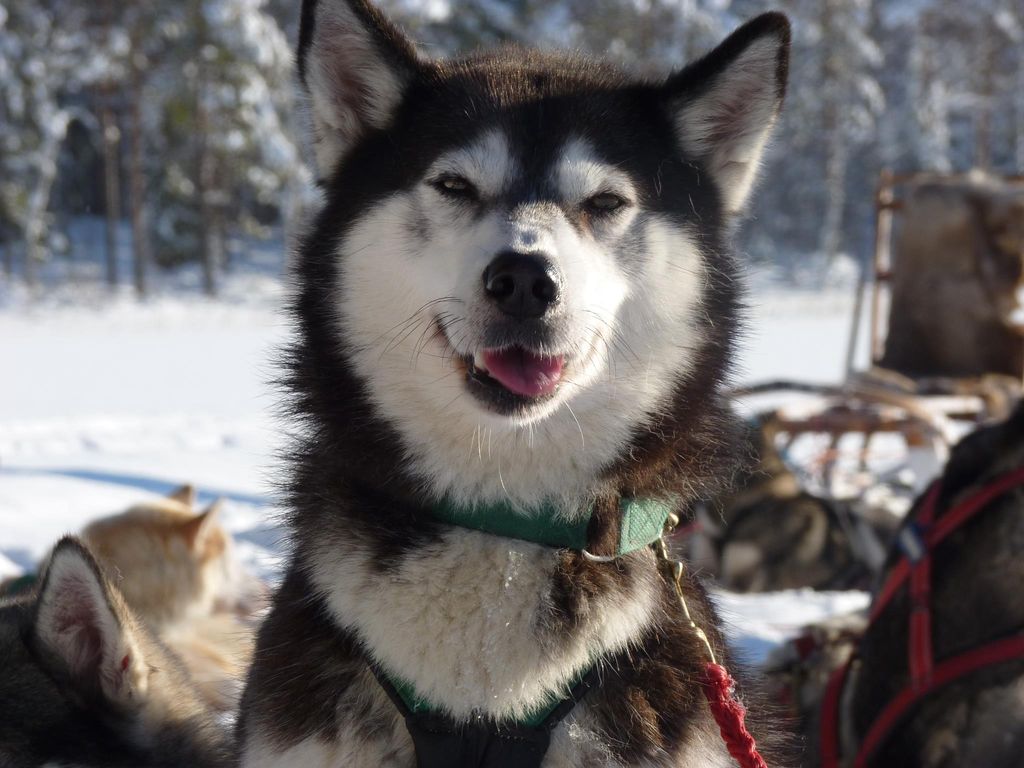 Photo of Napapijri’s Denali
