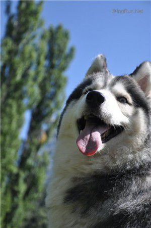 Photo of Sapfira