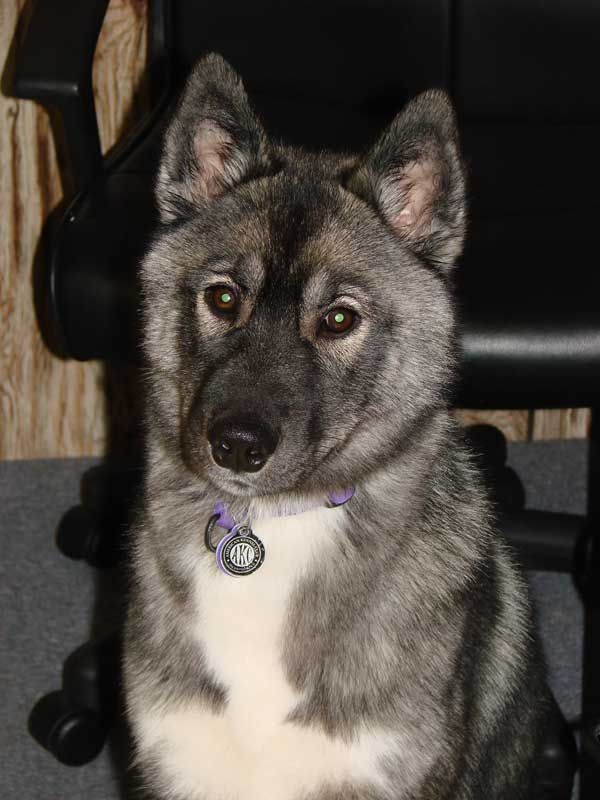 Photo of Sno-Magic N Jo-Kar’s Mountain Heir