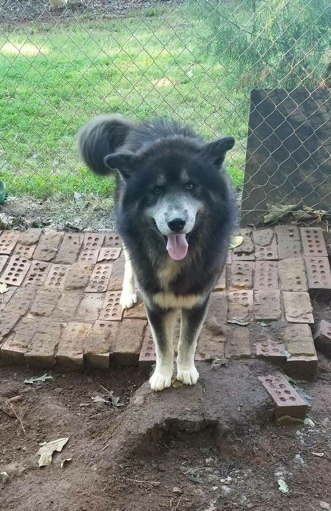 Photo of Onyx Moon II