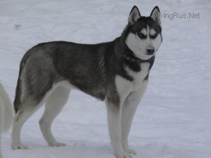Photo of Biryuza