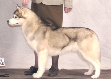 Photo of Bain’s Northern Pride And Joy
