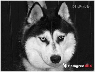 Photo of Kandly In Polar s Goluboy Zvezdy