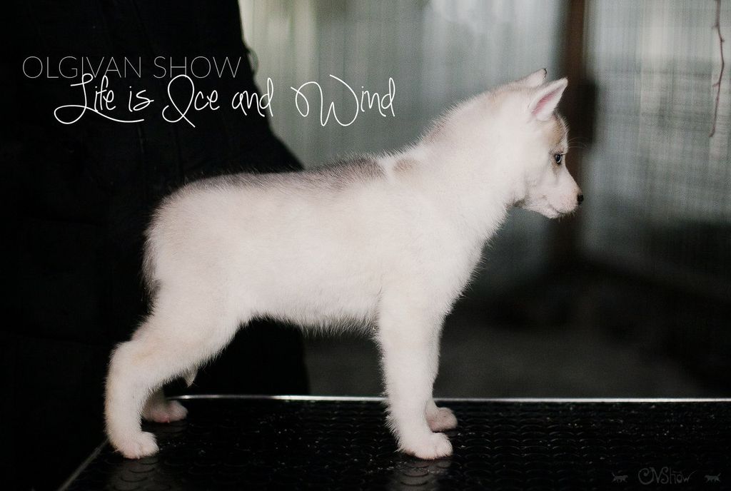 Photo of Olgivan Show Life Is Ice And Wind