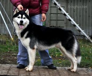 Photo of Husky Haven Orlando Voyage
