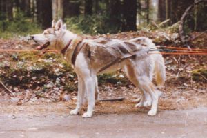 Photo of Libra-Libby av Vargevass-A