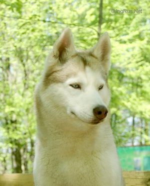 Photo of Shaggy Wierzchowickie Wzgorze