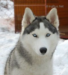 Photo of Royal Style Amazing Snow Lady