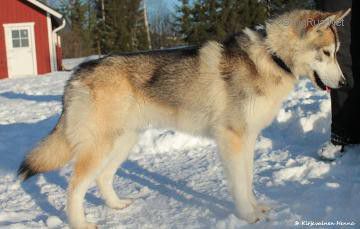Photo of Arctic Soul Firefly