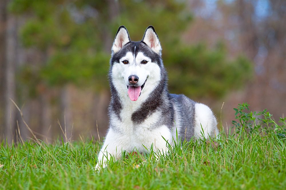 Photo of Siberian Miracle Black Royal Star