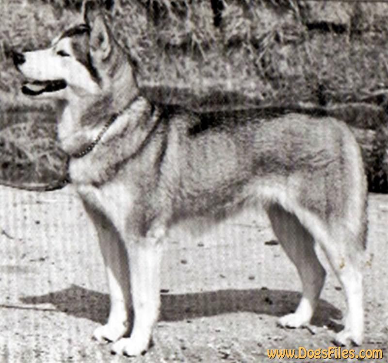Photo of Micnicroc’s Nanouska