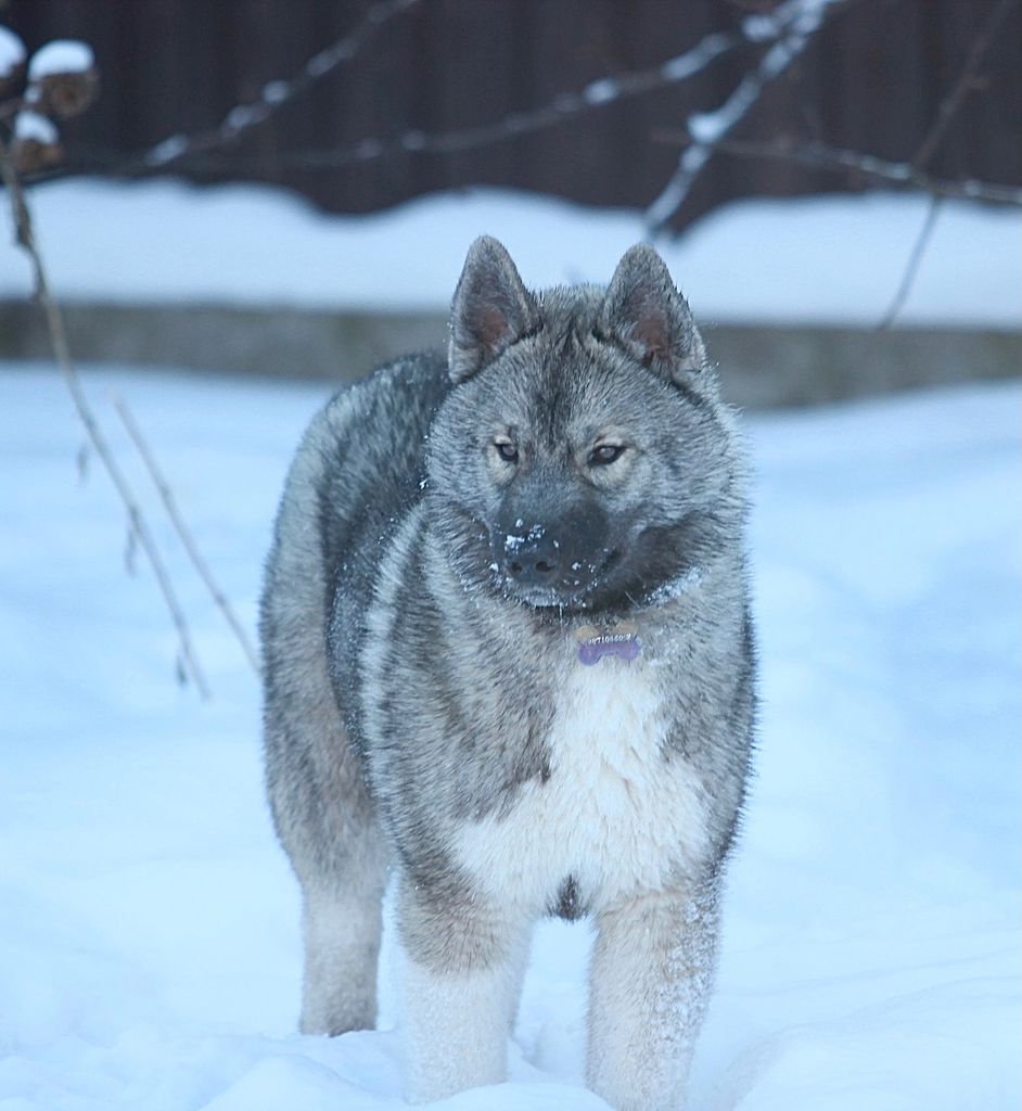 Photo of Snow Image Bjorn