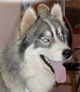 Photo of Troika’s Smokey Silver Bandit