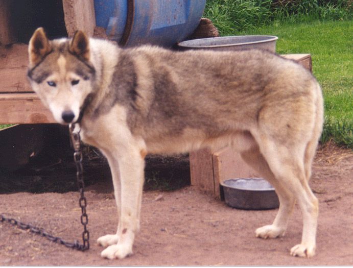 Photo of Kodiak’s Winterhawk