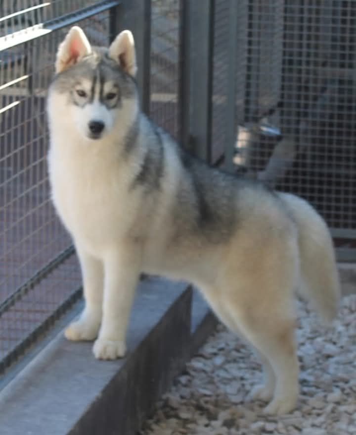 Photo of Ciucki's Chester The Great Succes