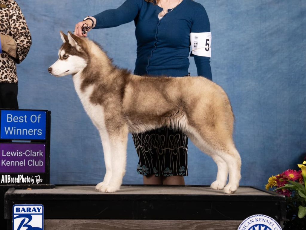 Photo of Zuska's Dragonfyre At Shadowfox