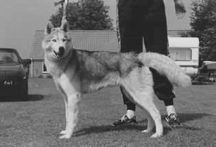 Photo of Johnnie Walker av Vargevass-A