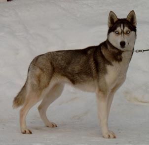 Photo of Sainen Fenia