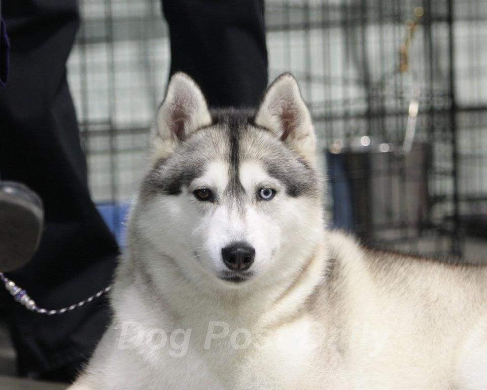 Photo of Topaz Silver Lining