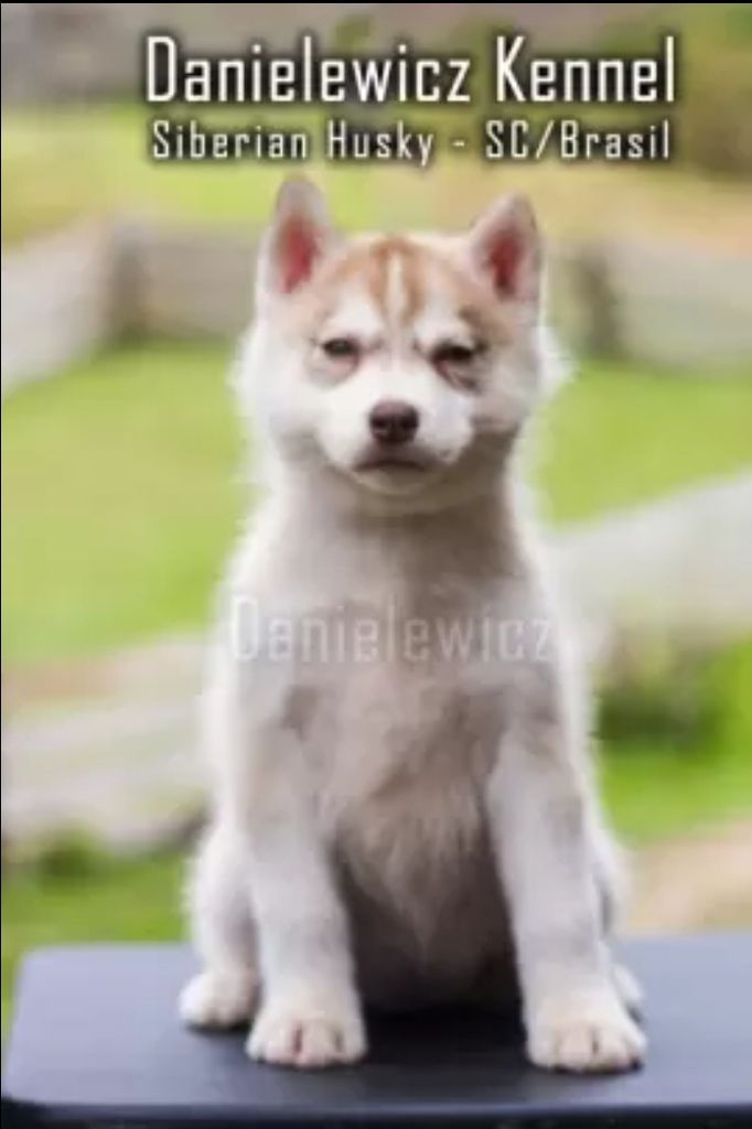 Photo of Freya II do Danielewicz