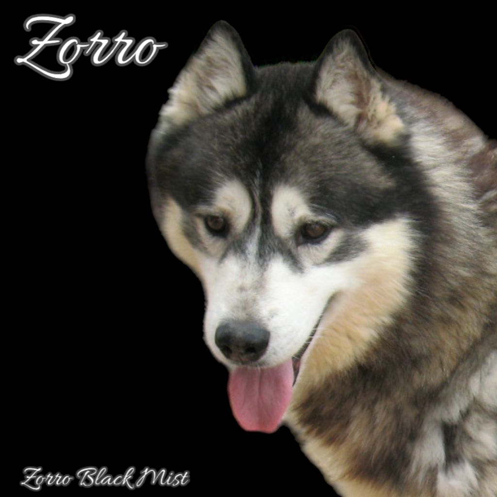 Photo of Zorro Black Mist