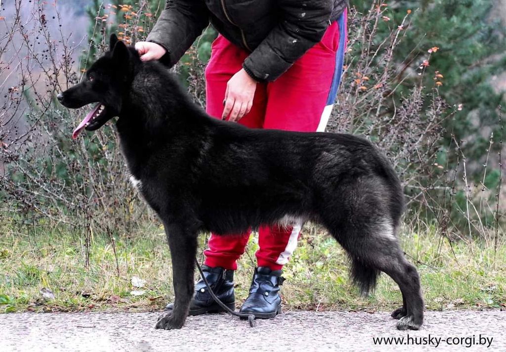 Photo of Alatyr Amarok