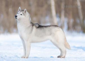 Photo of Snow Galaxy Esten Shugar Happidoll