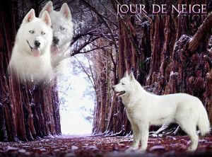 Photo of Liubov's Jour De Neige