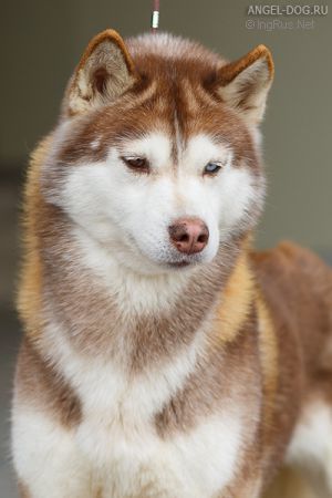 Photo of Snezhnyi Angel Vesta