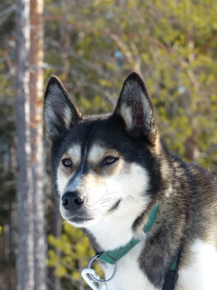 Photo of Indian Tribe Husky’s Ruby