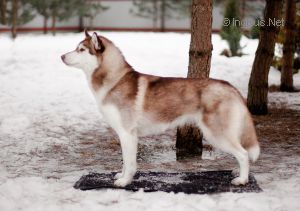 Photo of Winter Melody Ring Of Fire