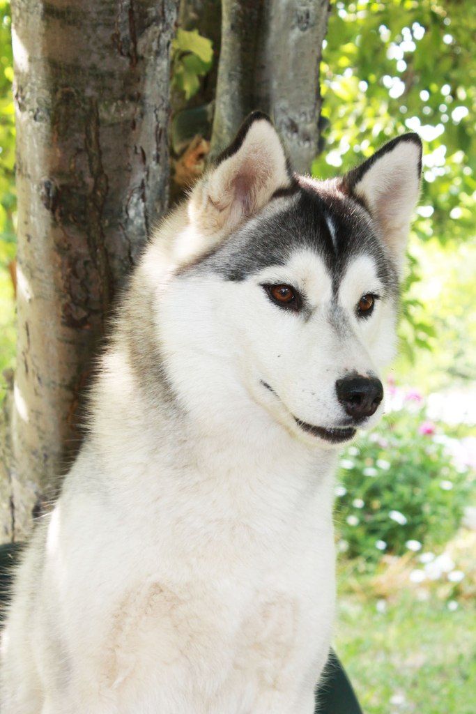 Photo of Zoloto nebes Amalteya