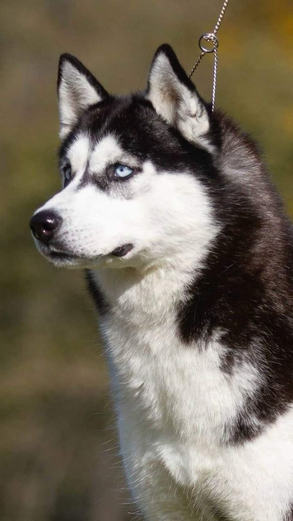 Photo of Rys N Hy’s Love Child