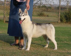 Photo of Foxfire Belle O The Ball