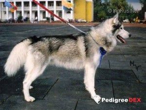 Photo of Nival du Loup Siberien