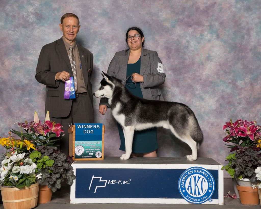 Photo of Jo-Kar's Sirius Contender