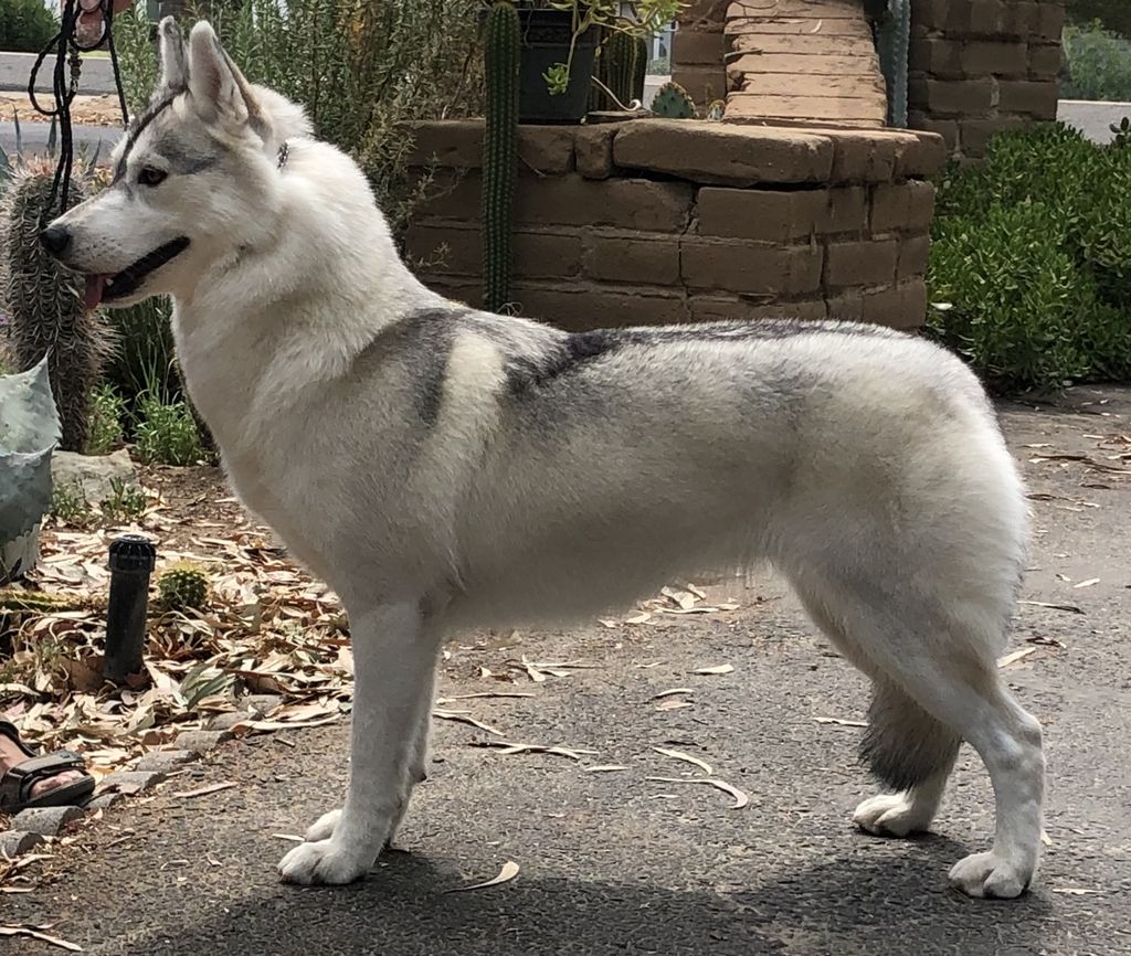 Photo of Miwuk’s Abbey Rose