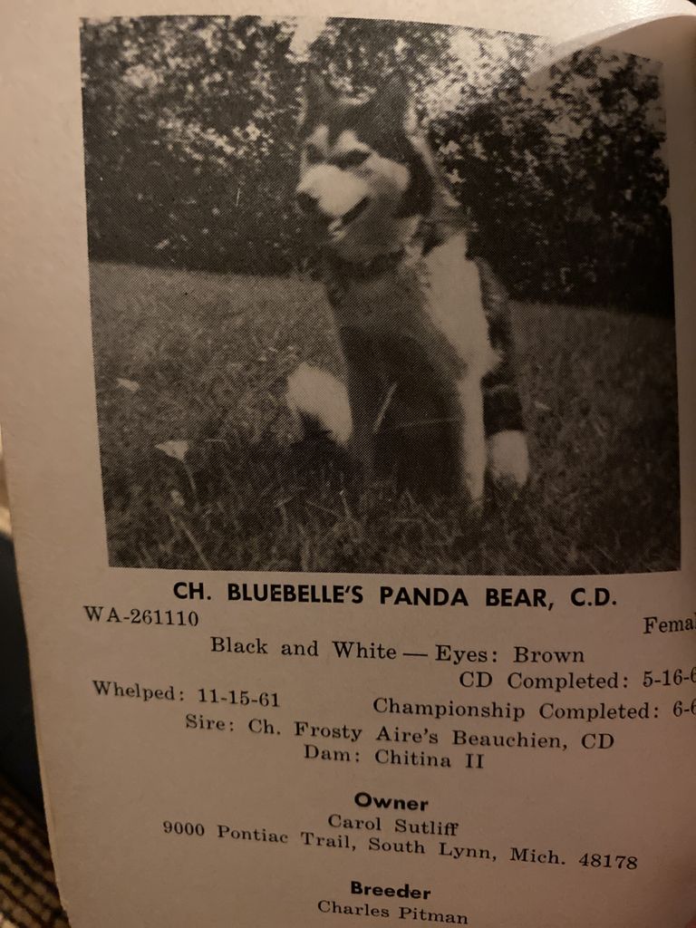 Photo of Bluebelle’s Panda Bear
