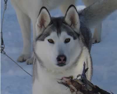 Photo of Alaskan's Nadezhda of Anadyr