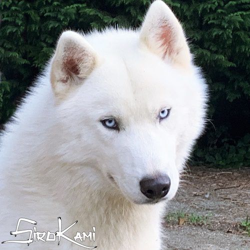 Photo of Vikingo del Sirokami