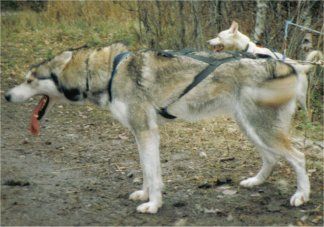 Photo of Wolf Tribes Holly