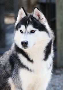 Photo of Karnovanda’s Amelia Bearheart II